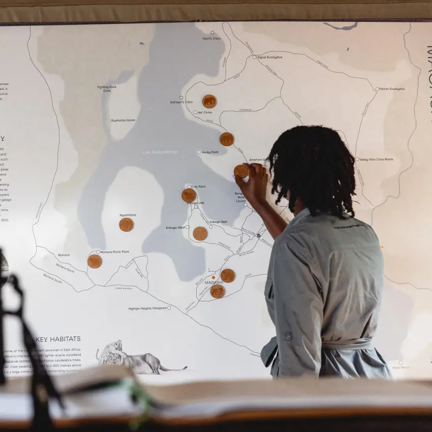Guest studying detailed wildlife and habitat map on display, Akagera National Park, Rwanda