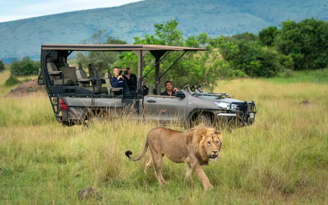 Safari vehicle with guests observing lion in grassland, Magashi Camp, Akagera National Park, Rwanda