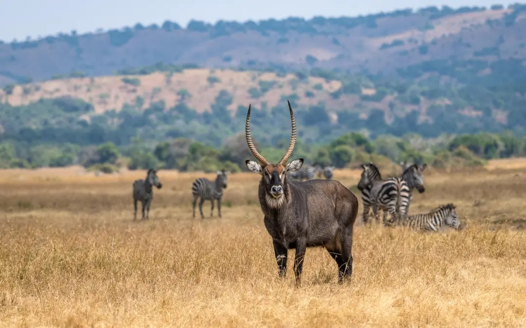 Antelope with long curved horns among zebras in savanna, Magashi Camp, Akagera National Park, Rwanda