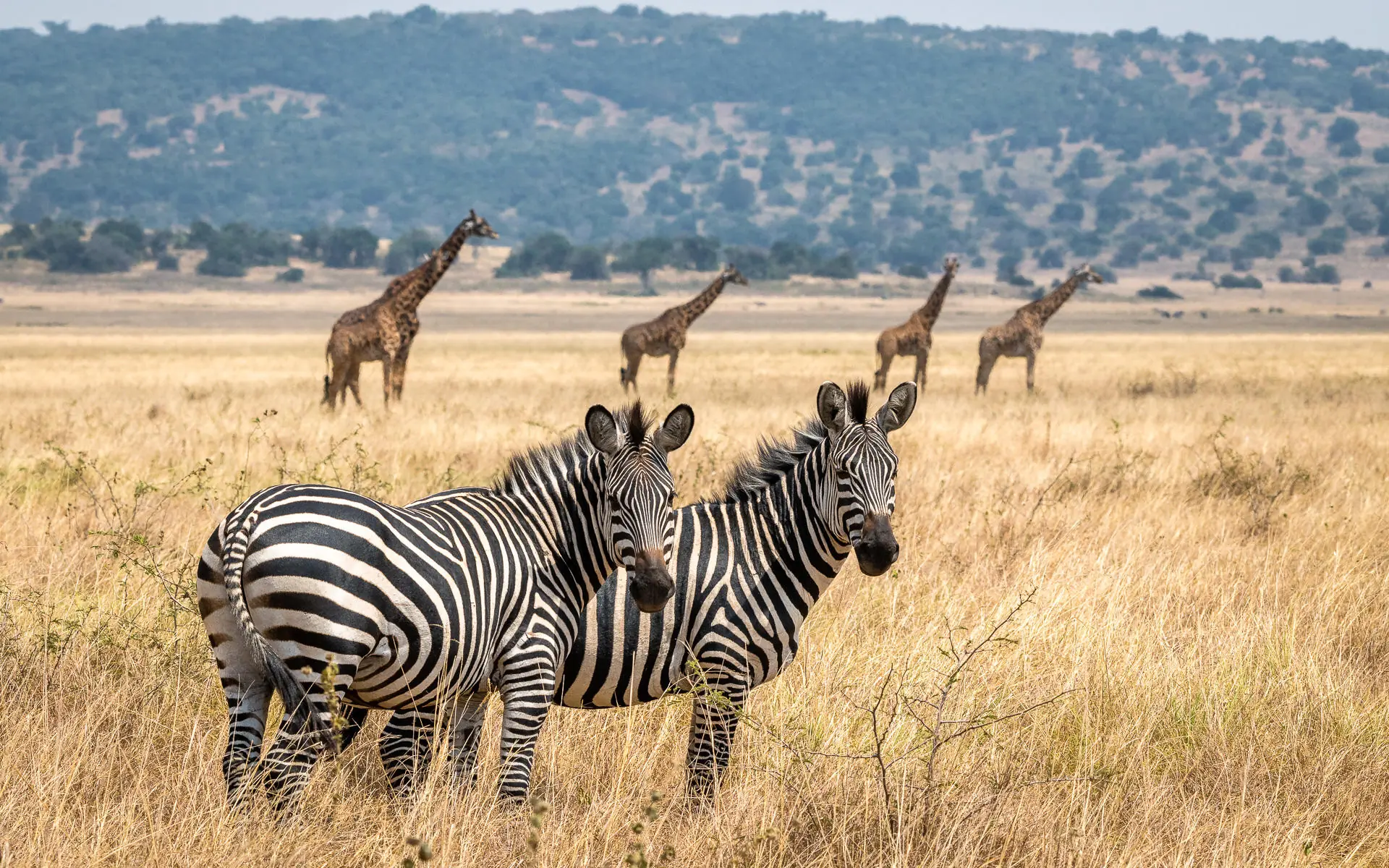 Zebras and giraffes grazing in African savanna grassland, Magashi Camp, Akagera National Park, Rwanda