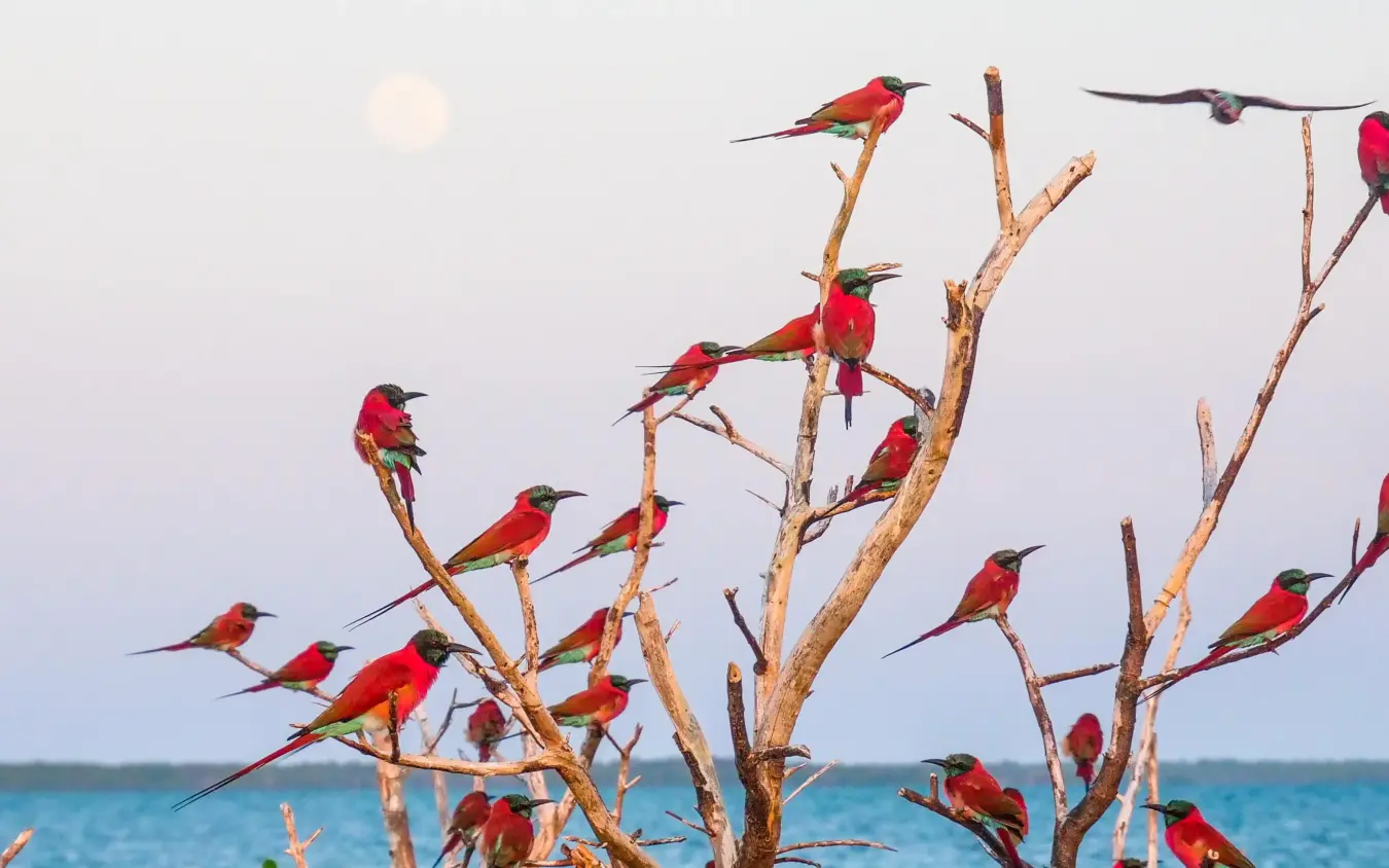 Flock of red and green macaws perched on bare branches, Manda Bay, Lamu Archipelago, Kenya