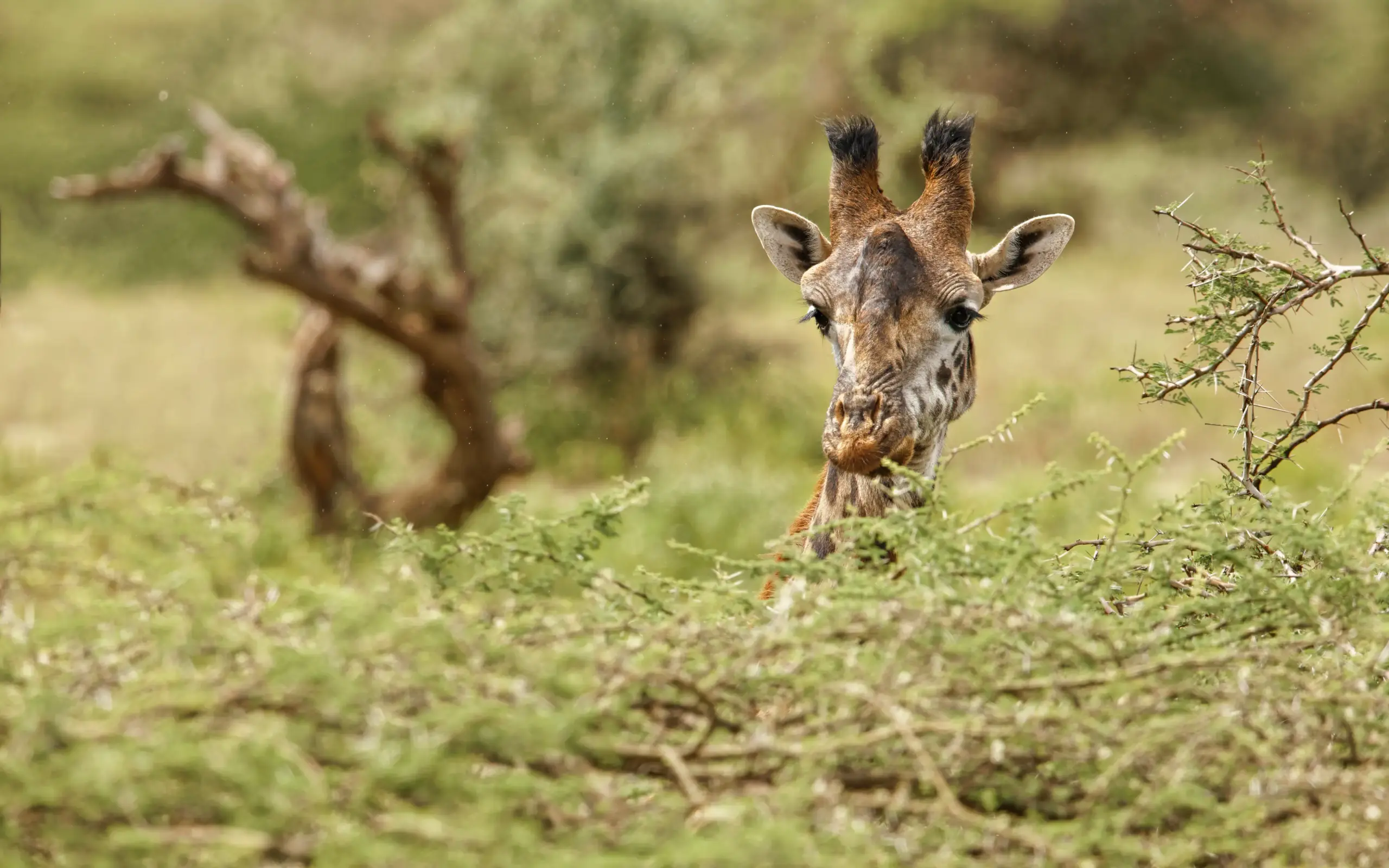 Giraffe feeding on acacia tree branches in savanna