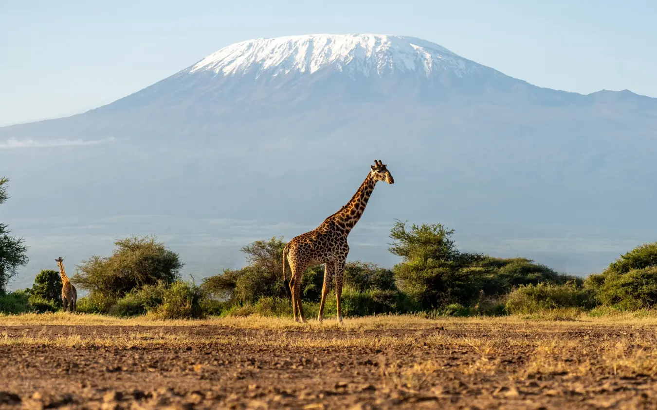 Giraffes grazing in savanna with snow-capped mountain backdrop