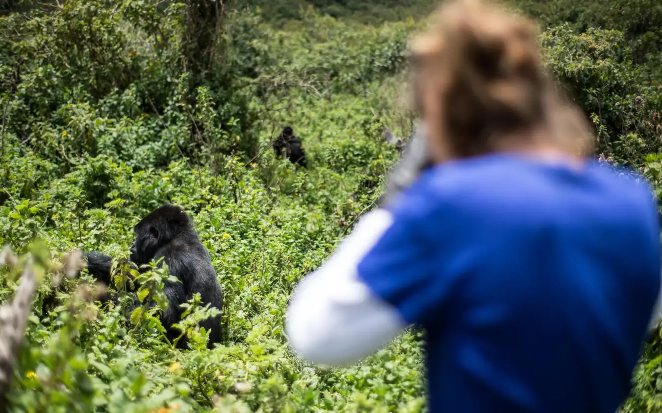 Guest observing gorilla in lush forest vegetation, Mount Gahinga Lodge, Mgahinga National Park, Uganda