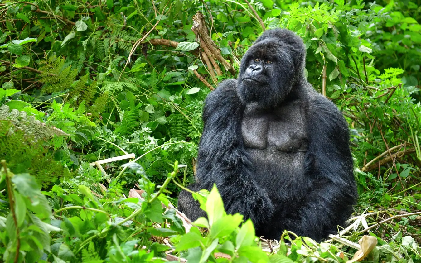 Mountain gorilla in dense green forest vegetation