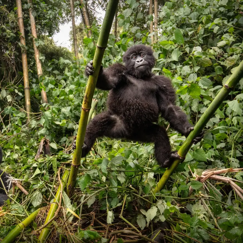 Two mountain gorillas in dense forest vegetation