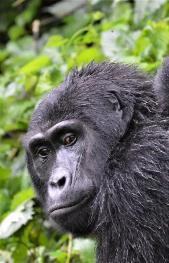 Mother chimpanzee carrying infant on her back