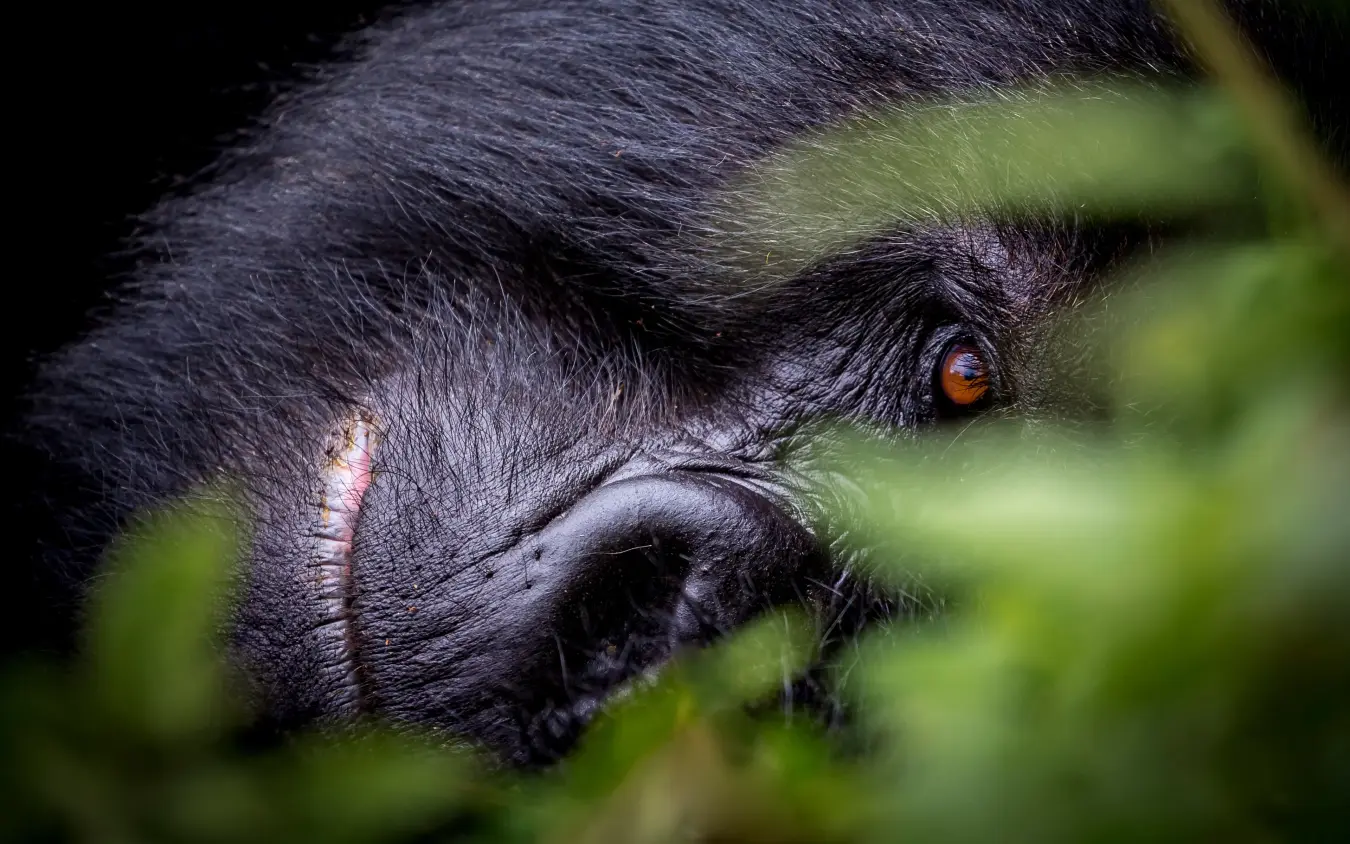 Close-up portrait of a mountain gorilla peering through dense forest foliage