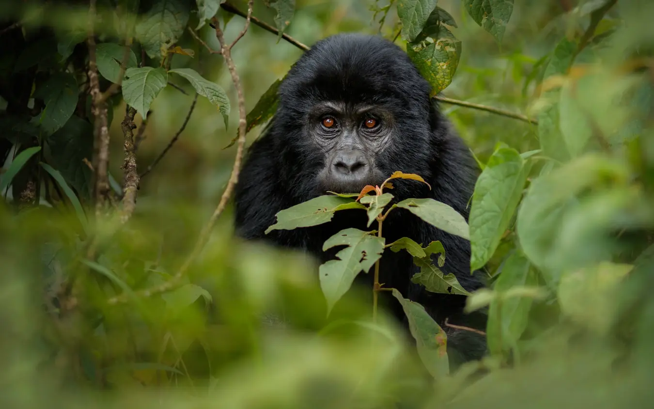Young chimpanzee among green foliage eating leaves
