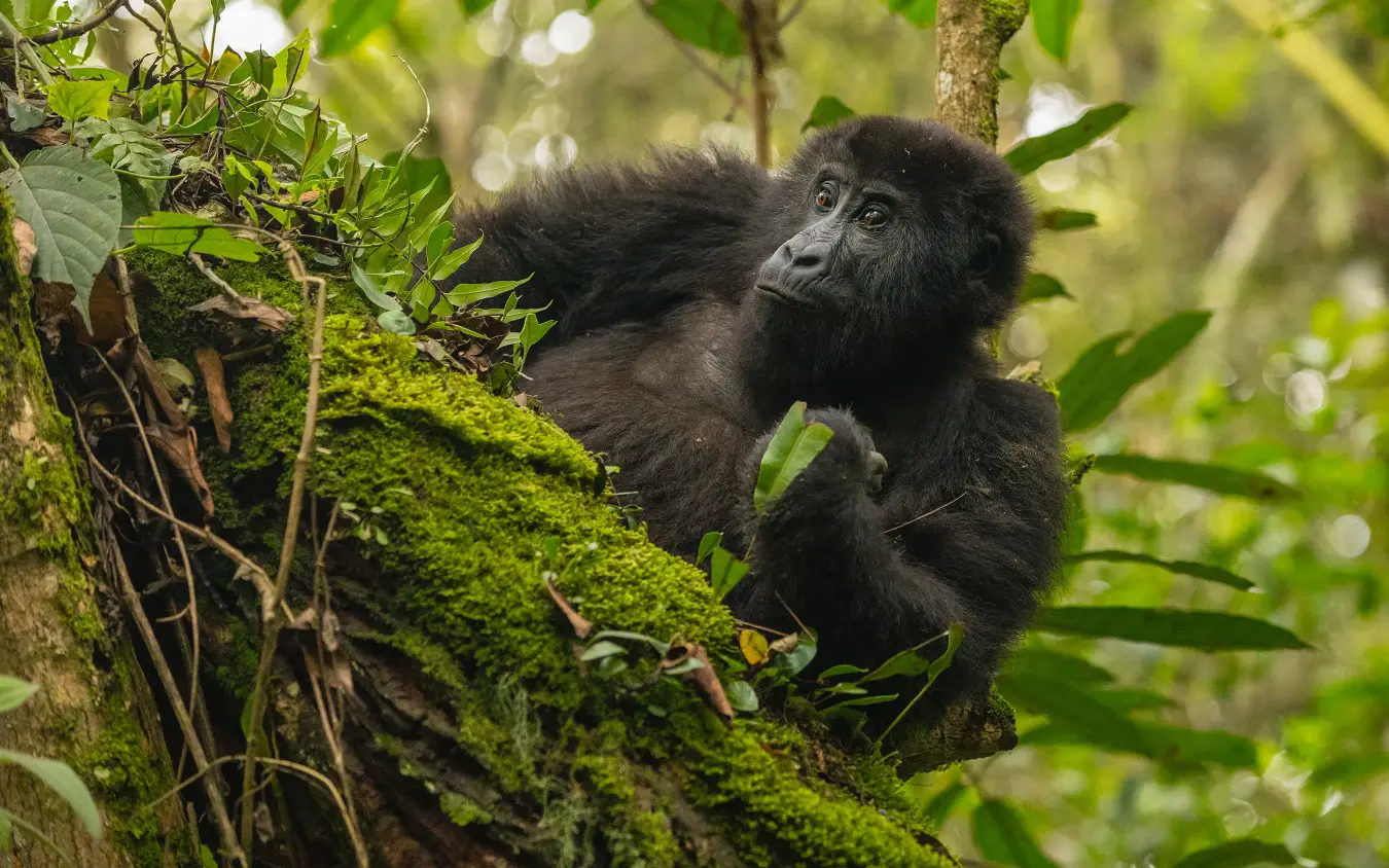 Young black primate on moss-covered branch in forest