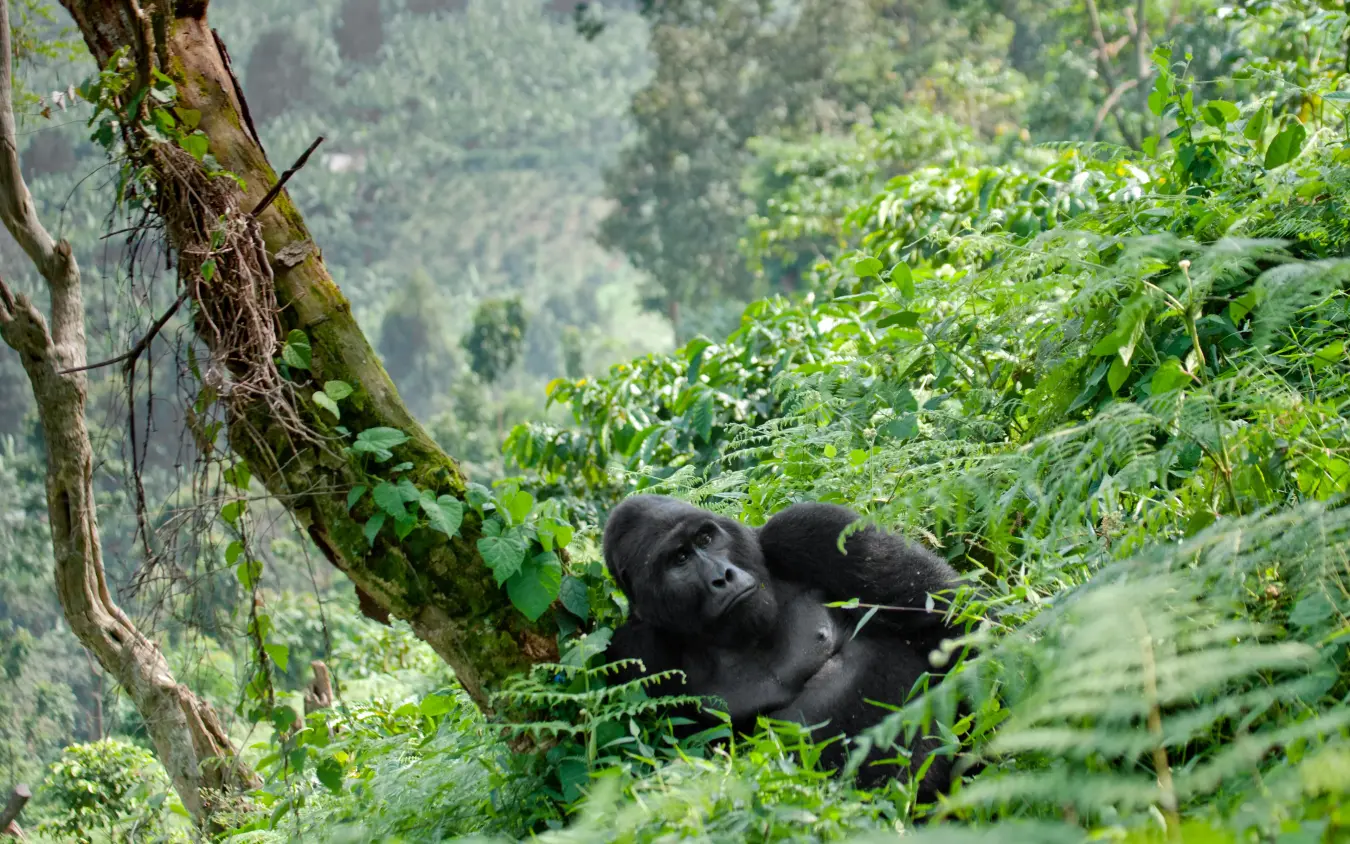 Black gorilla sitting among dense green forest vegetation