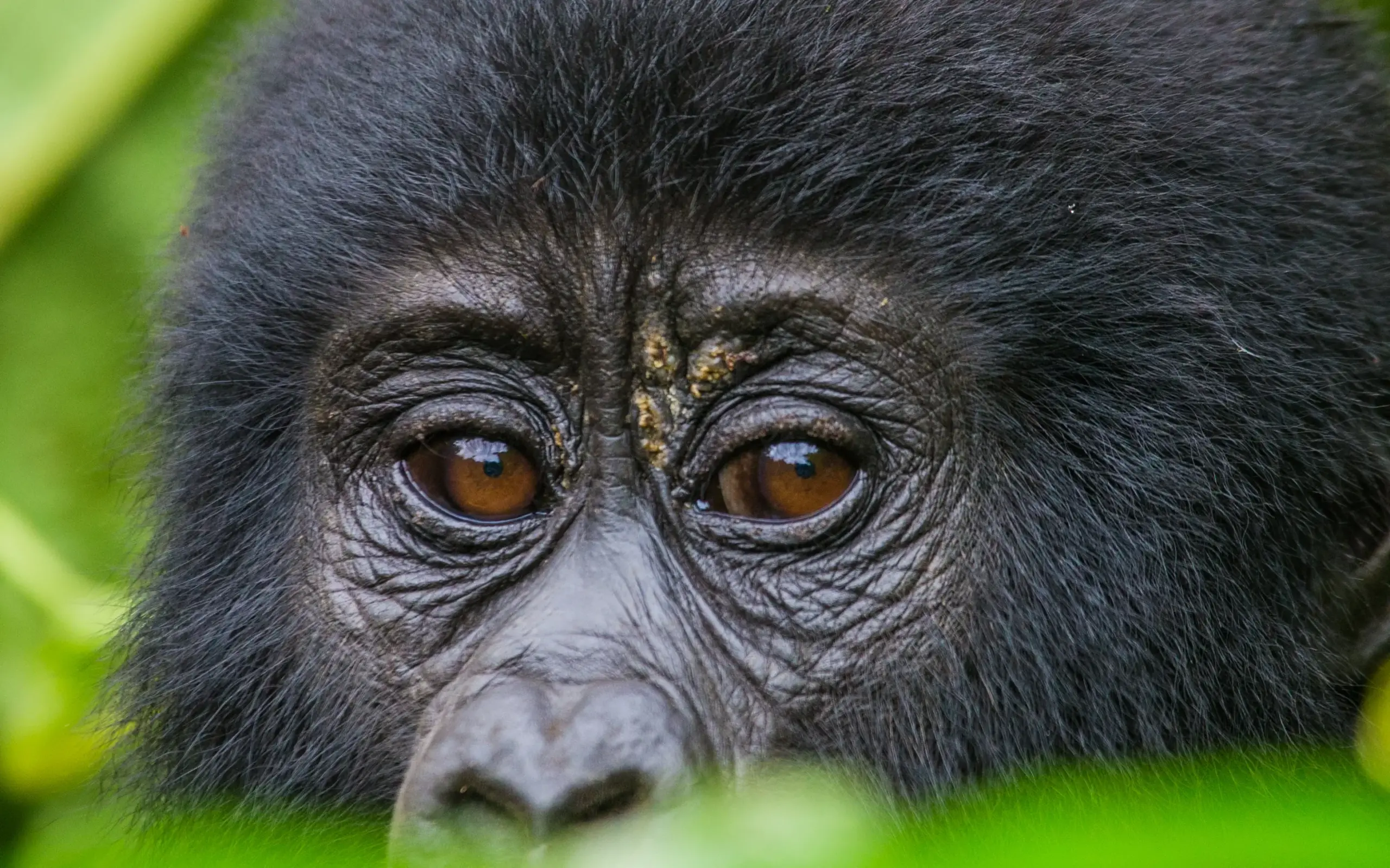Close-up portrait of a black primate with amber eyes