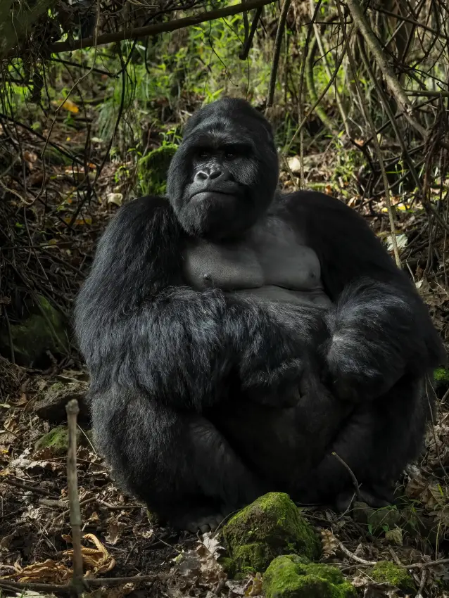 Western lowland gorilla sitting in dense forest habitat