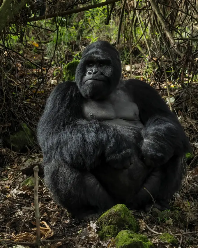 Western lowland gorilla sitting in dense forest habitat