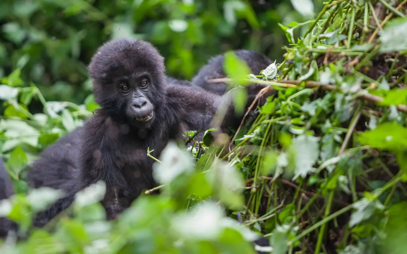 Young black gorilla foraging among dense green vegetation