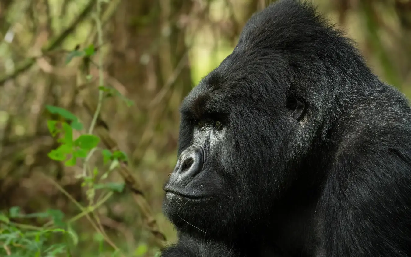 Close-up profile of a black gorilla in natural habitat
