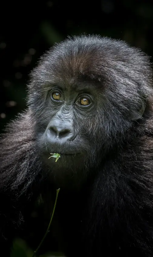 Young mountain gorilla chewing on a green leaf in Uganda forest