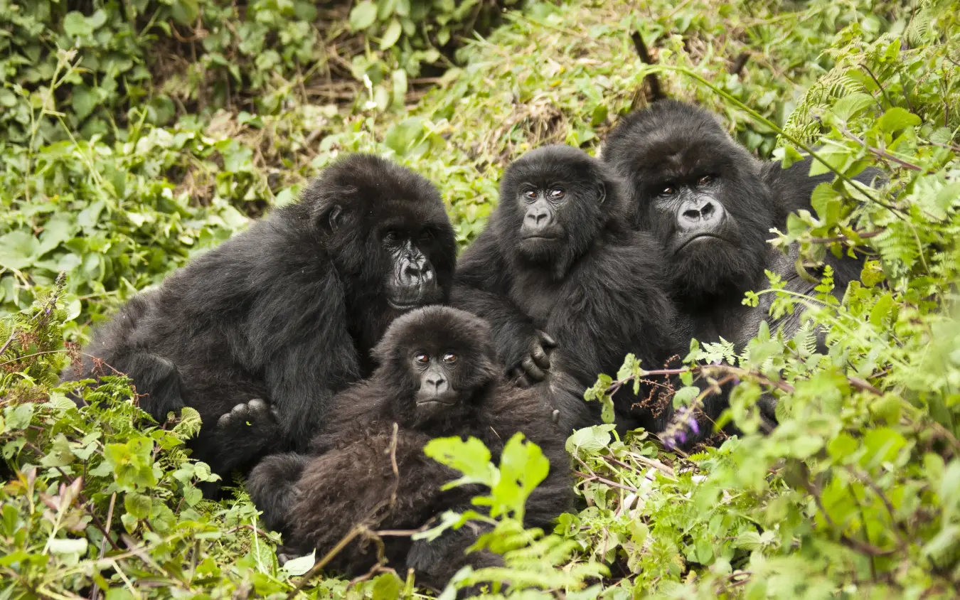 Family group of mountain gorillas surrounded by lush green vegetation