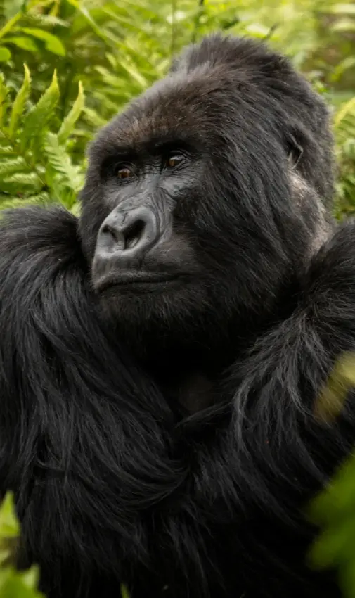 Western lowland gorilla in dense forest vegetation looking toward camera