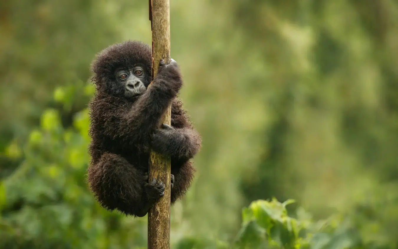 Young black gorilla clinging to wooden pole in forest
