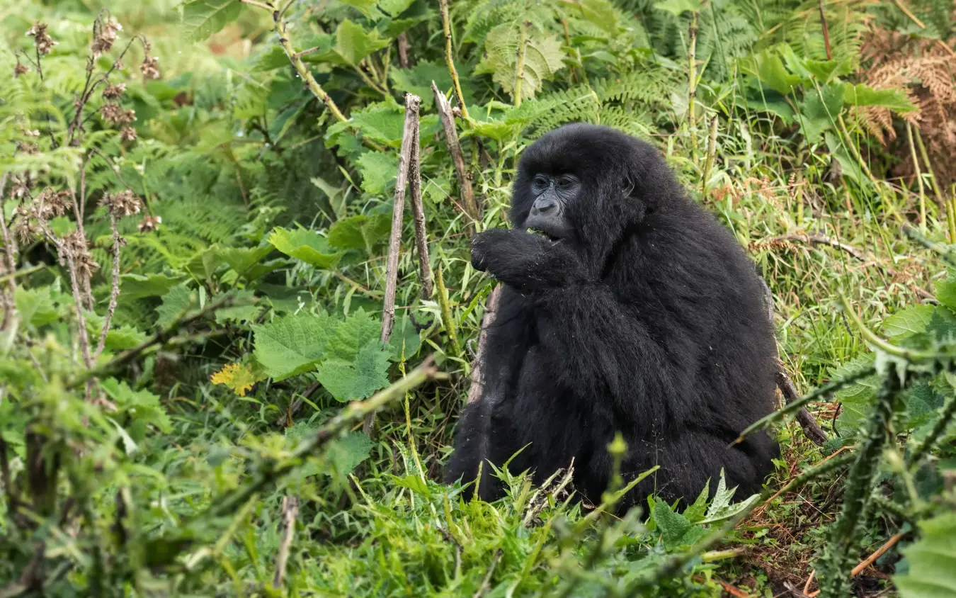 Black gorilla sitting among dense green vegetation