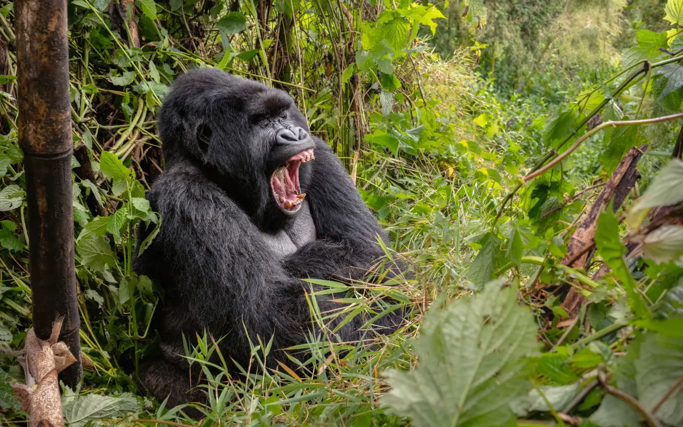 Black chimpanzee with open mouth surrounded by dense vegetation