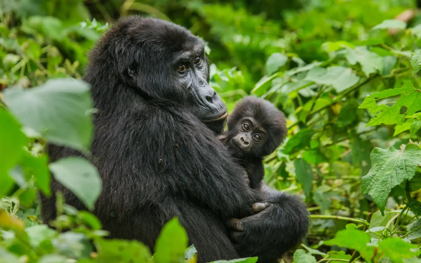 Mother chimpanzee holding infant surrounded by lush vegetation