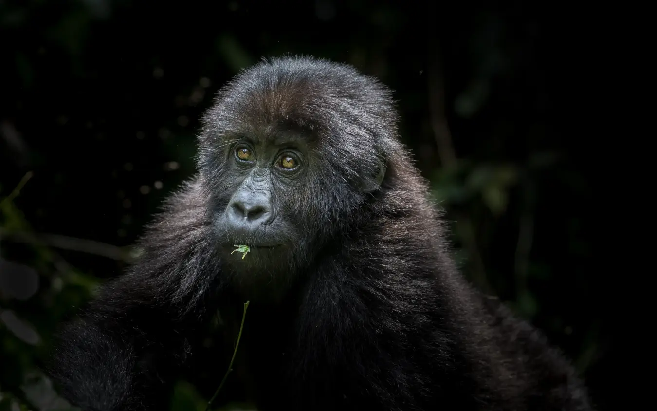 Dark-furred primate with intense gaze eating vegetation