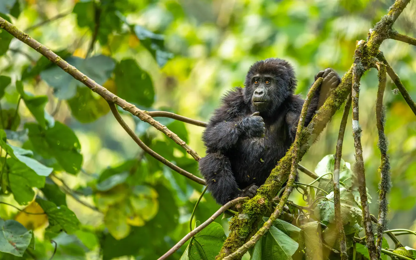 Young black chimpanzee perched on moss-covered forest branch