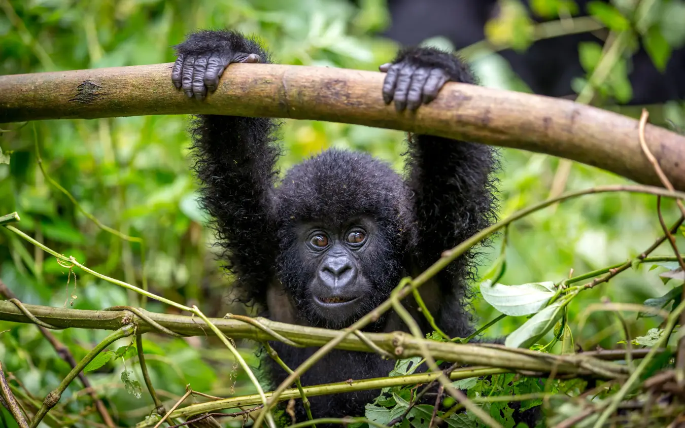 Young gorilla hanging from branch in forest canopy