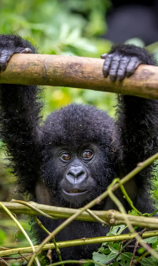 Young gorilla hanging from branch in forest canopy