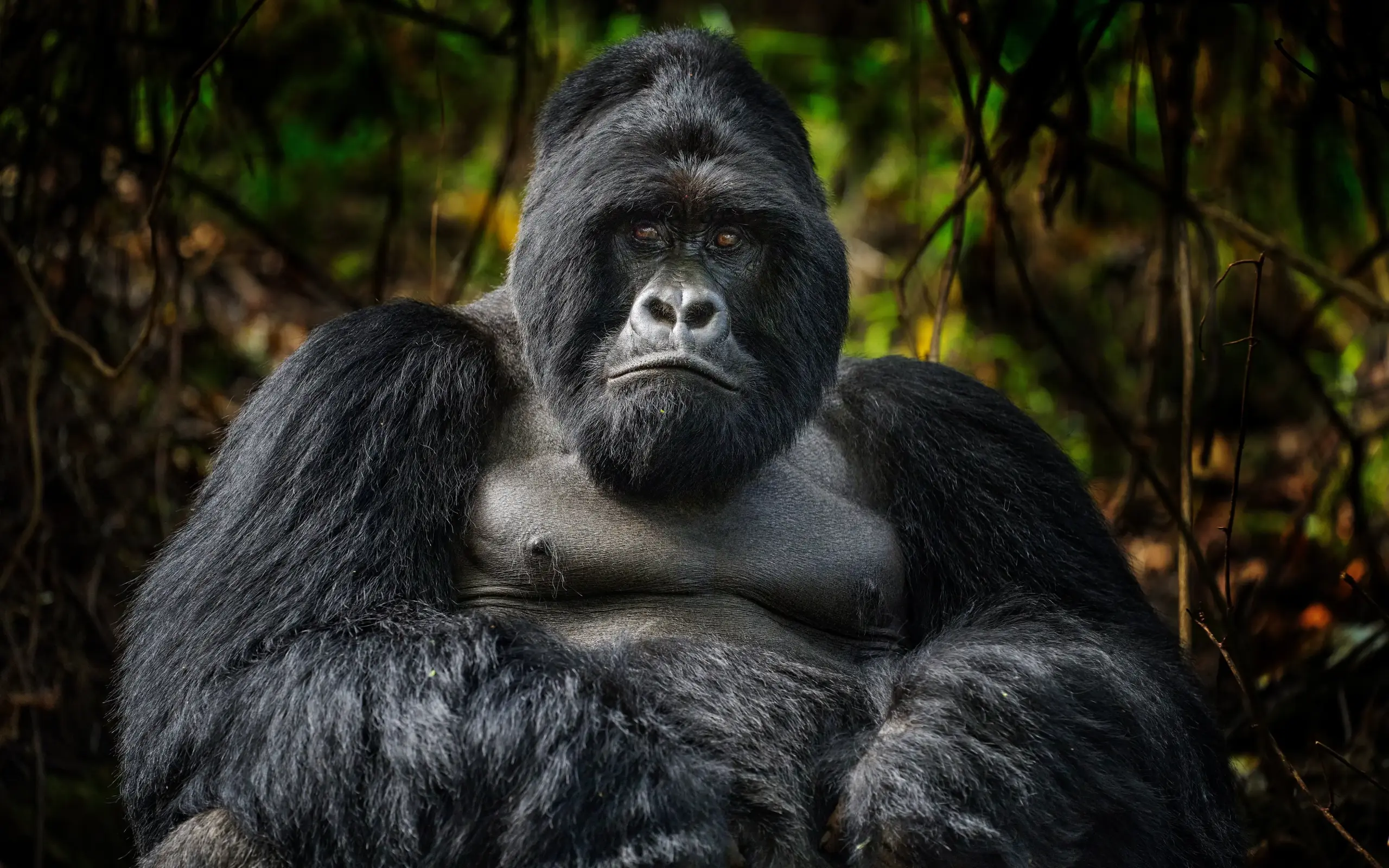 Male gorilla sitting in forest vegetation looking at camera