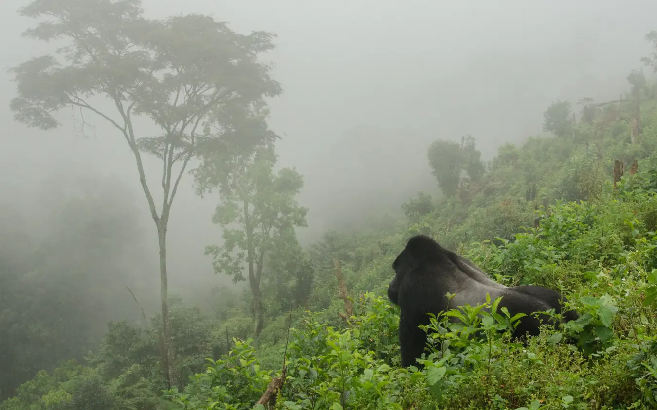 Mountain gorilla in misty forest vegetation landscape