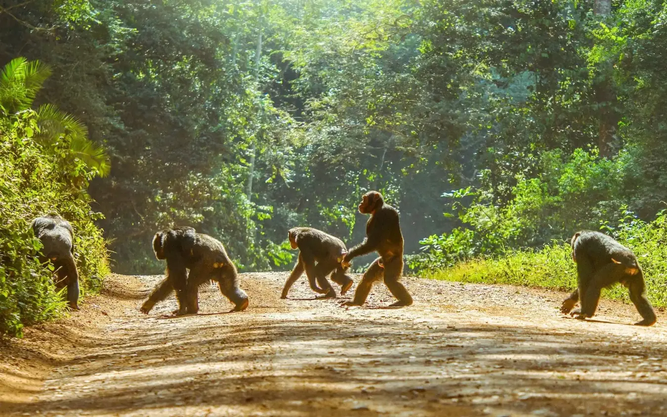Chimpanzees walking across forest path in natural habitat, Mweya Safari Lodge, Queen Elizabeth NP, Uganda