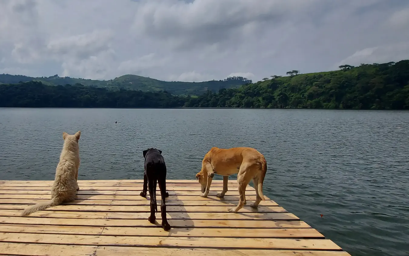 Dogs on wooden dock overlooking calm lake and forested hills, Ndali Lodge, Kibale Forest, Uganda