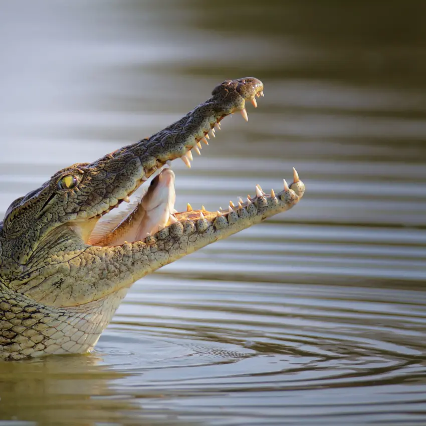 Crocodile with open mouth in shallow water