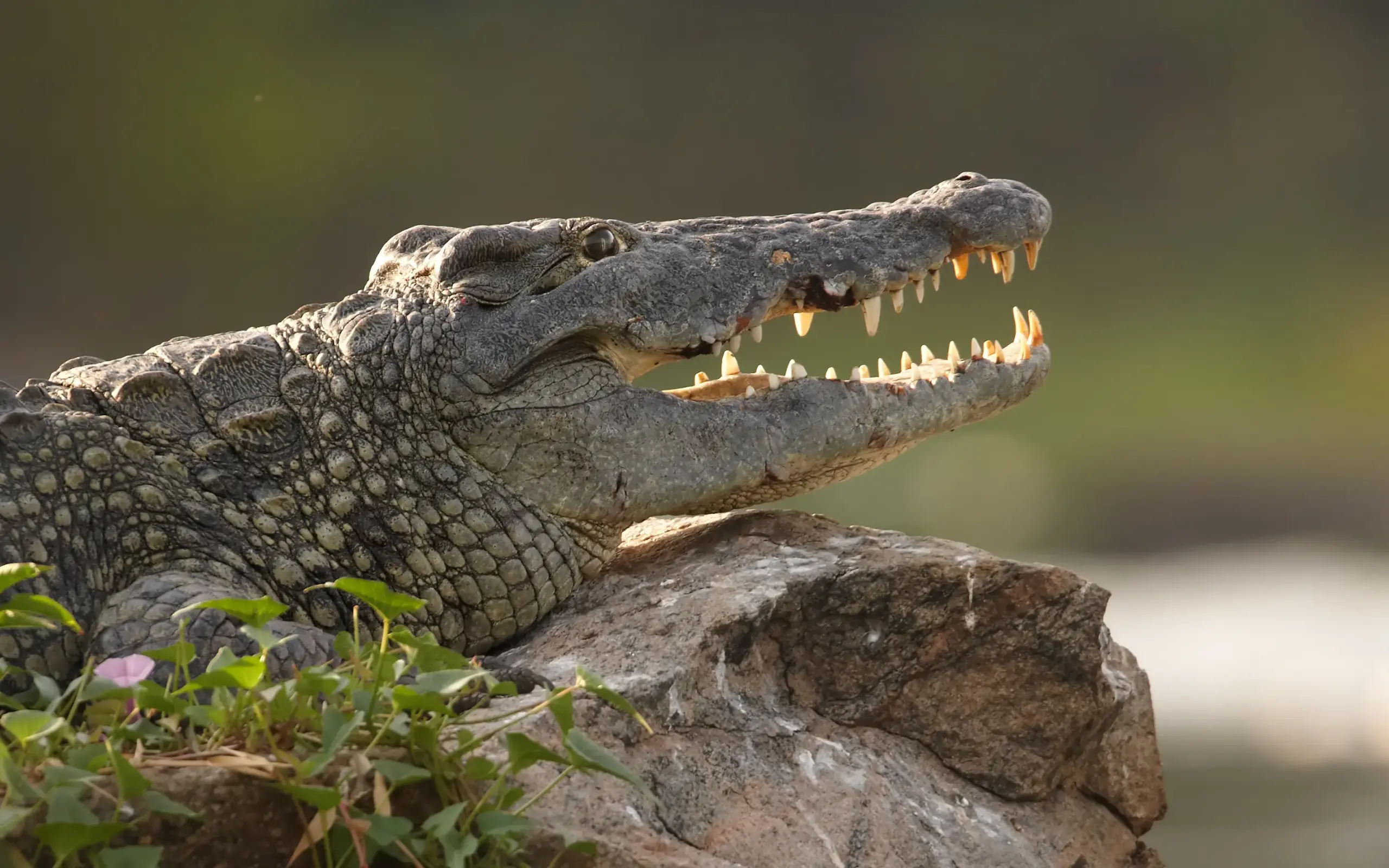 Nile crocodile resting on a rock with open jaws in Uganda