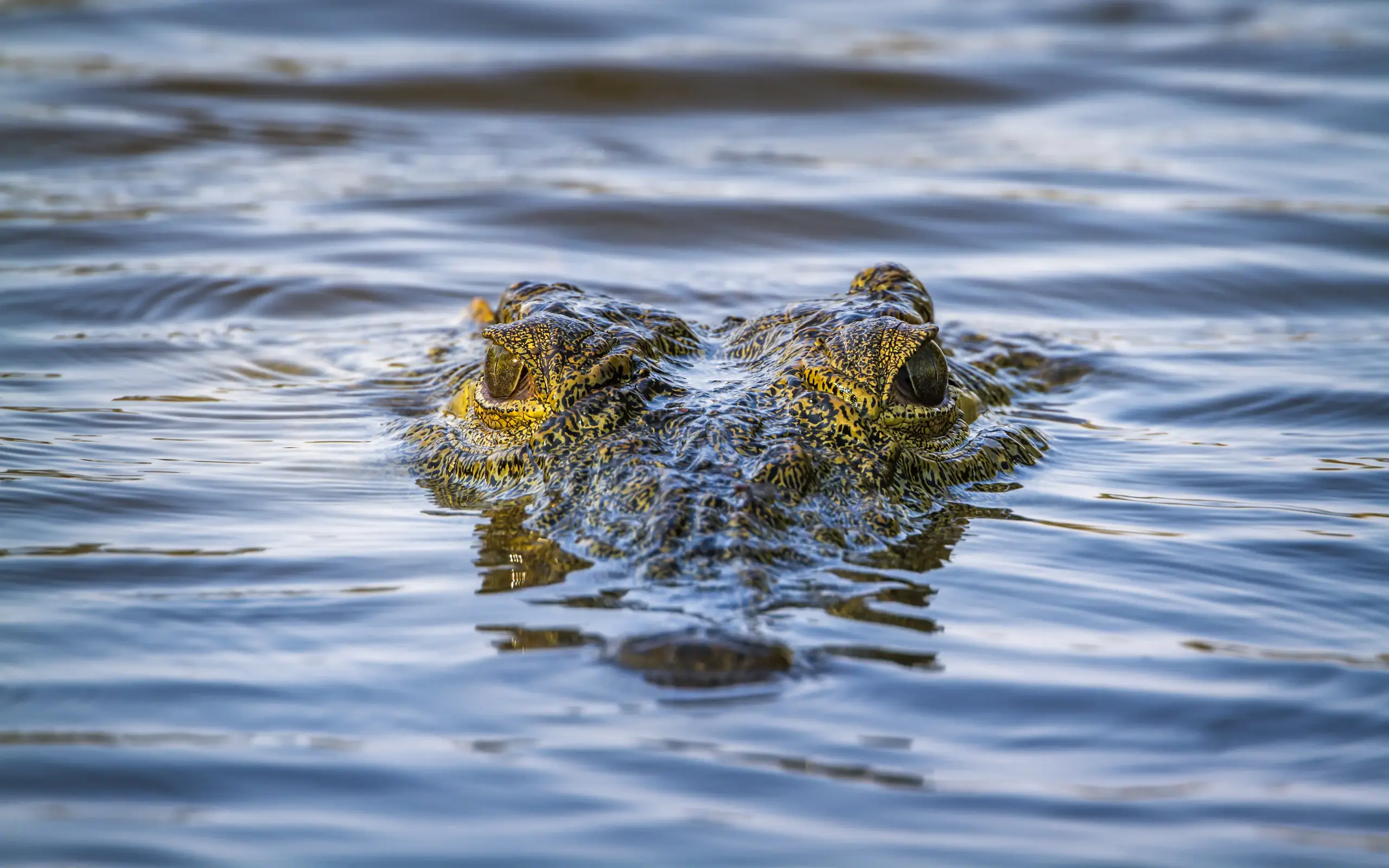 Crocodile swimming in water with head partially submerged