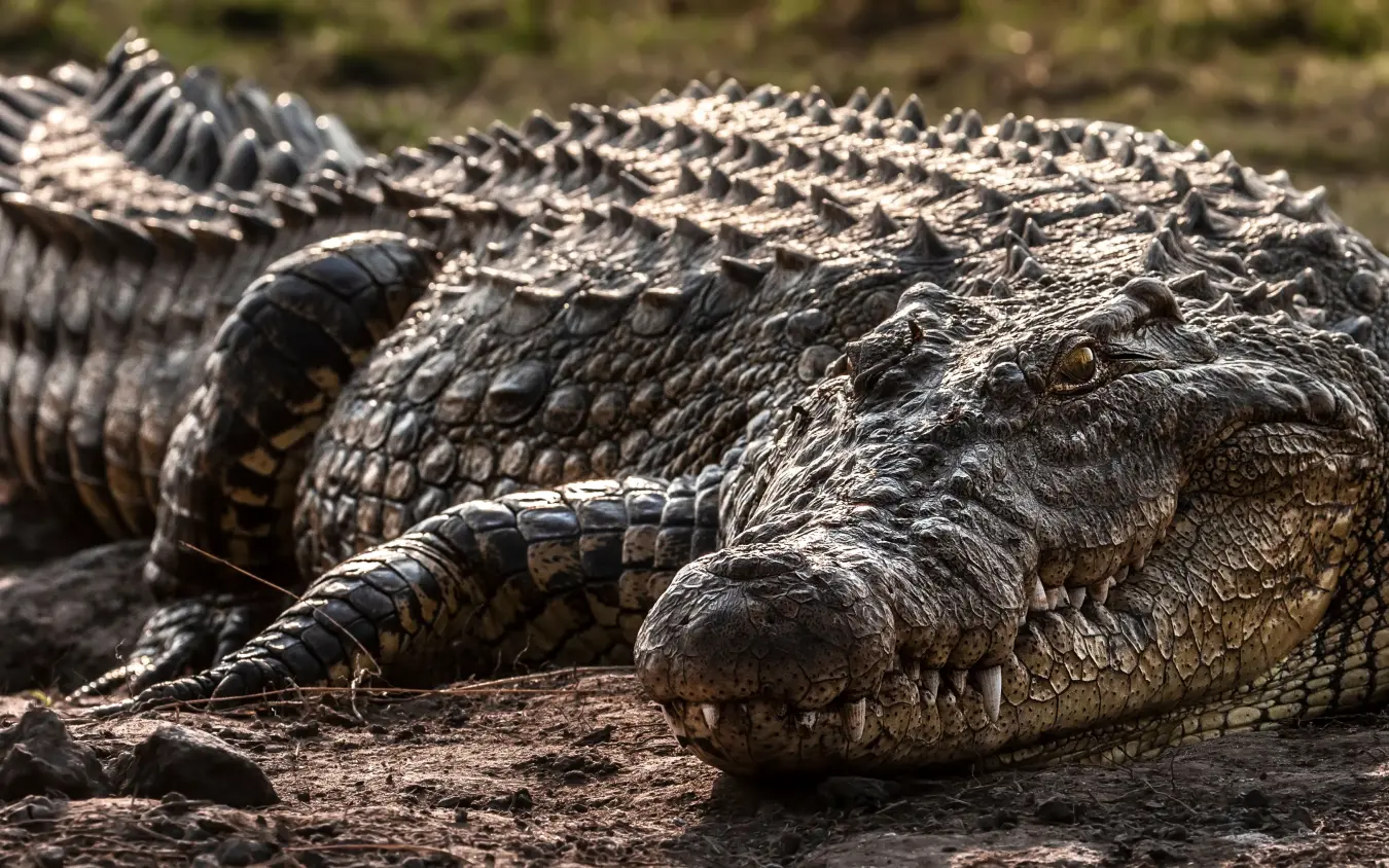 Crocodile resting on ground with textured scales visible