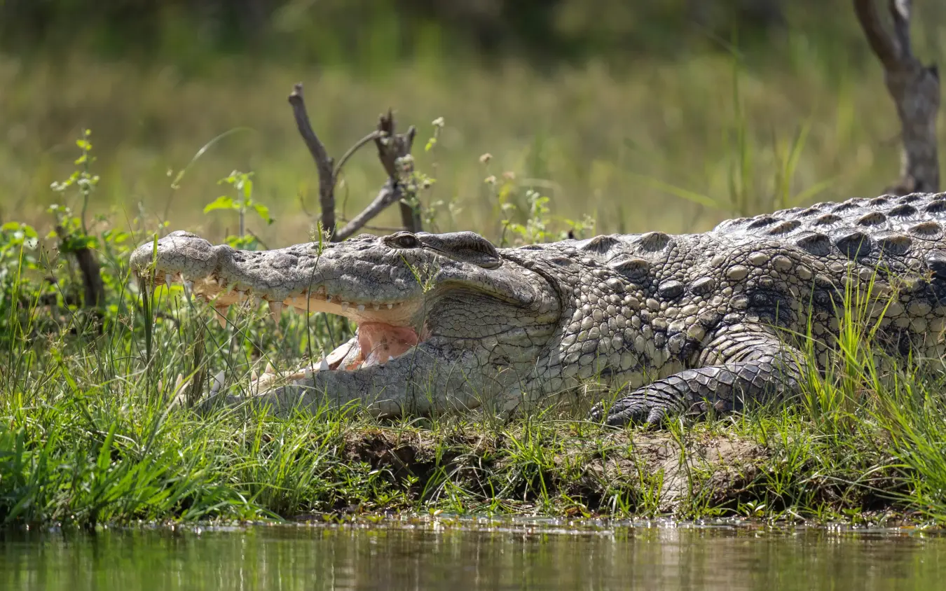 Crocodile with open mouth resting at water's edge