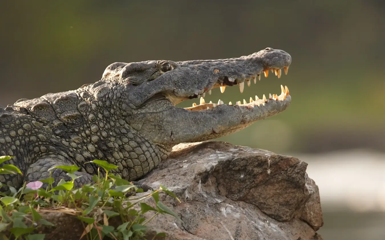 Nile crocodile with open mouth on rocky surface