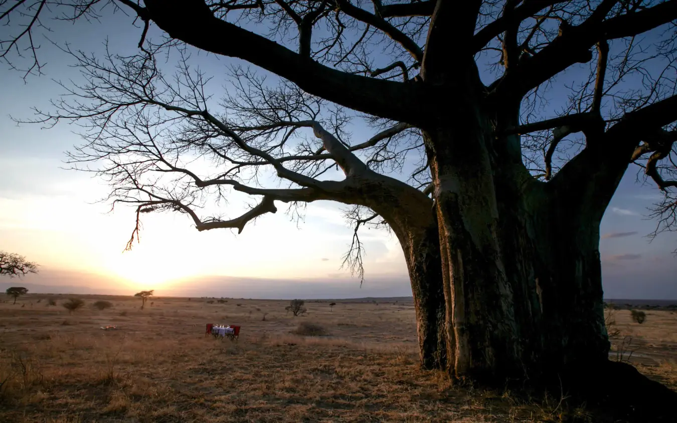 Sunset view over savanna with ancient baobab tree, Nimali Tarangire, Tarangire National Park, Tanzania