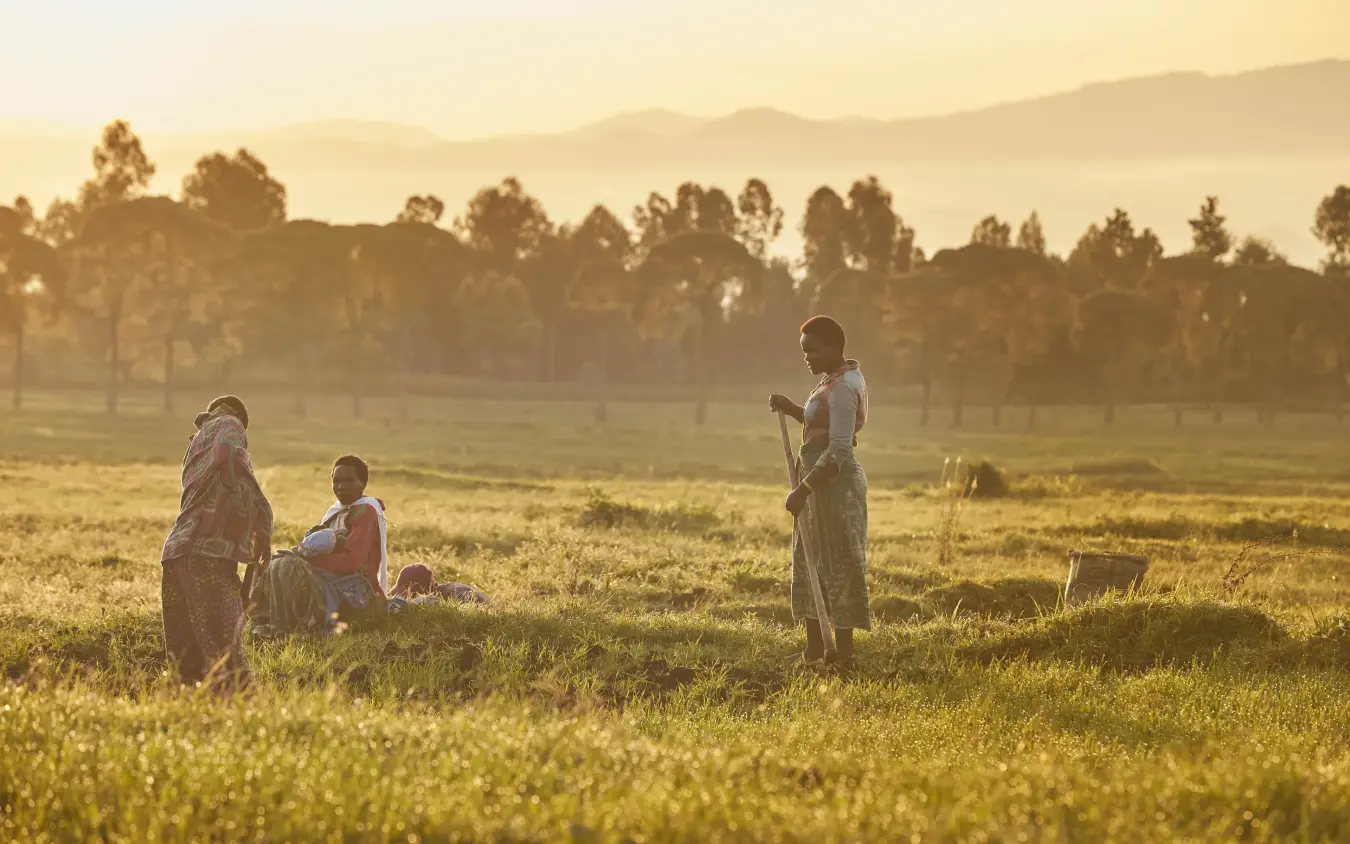 Local people walking through misty morning grassland with trees, Gorilla’s Nest, Volcanoes National Park, Rwanda