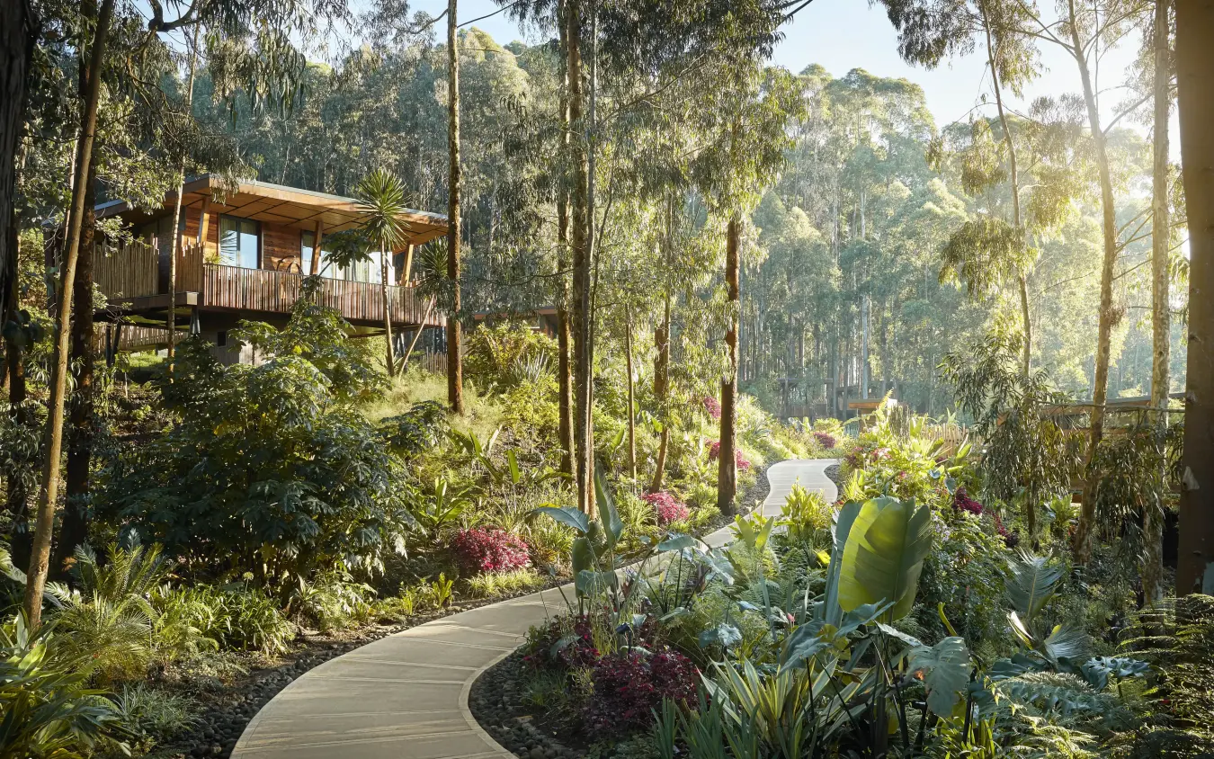 Elevated wooden lodge nestled among tall trees with curved pathway, Gorilla’s Nest, Volcanoes National Park, Rwanda