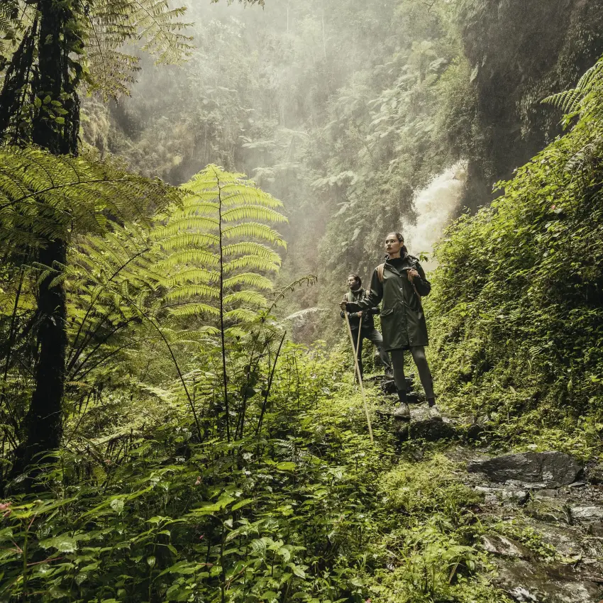 Hikers walking through misty rainforest with fern canopy, Nyungwe Forest, Rwanda
