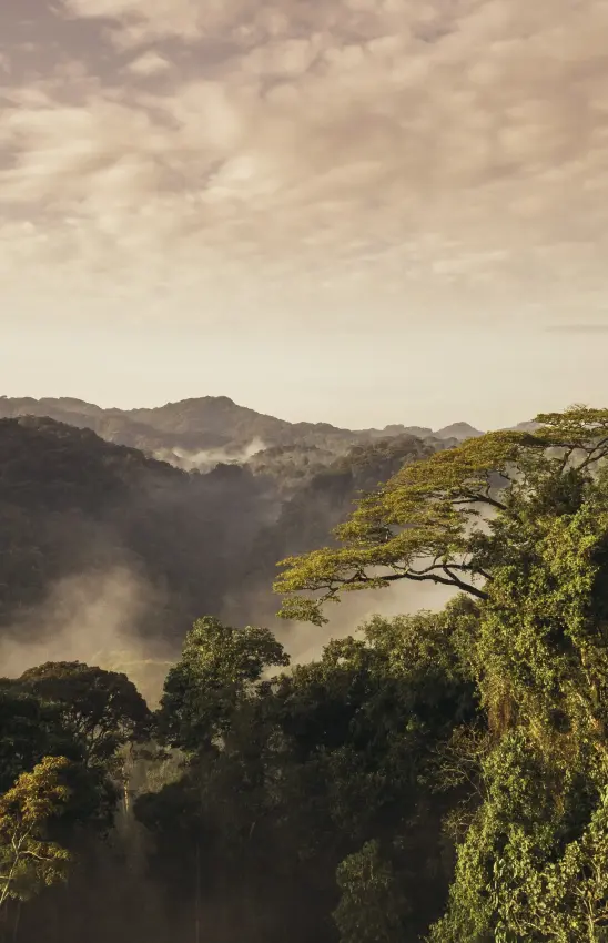 Forested valley with river mist and distant mountains, Nyungwe Forest, Rwanda