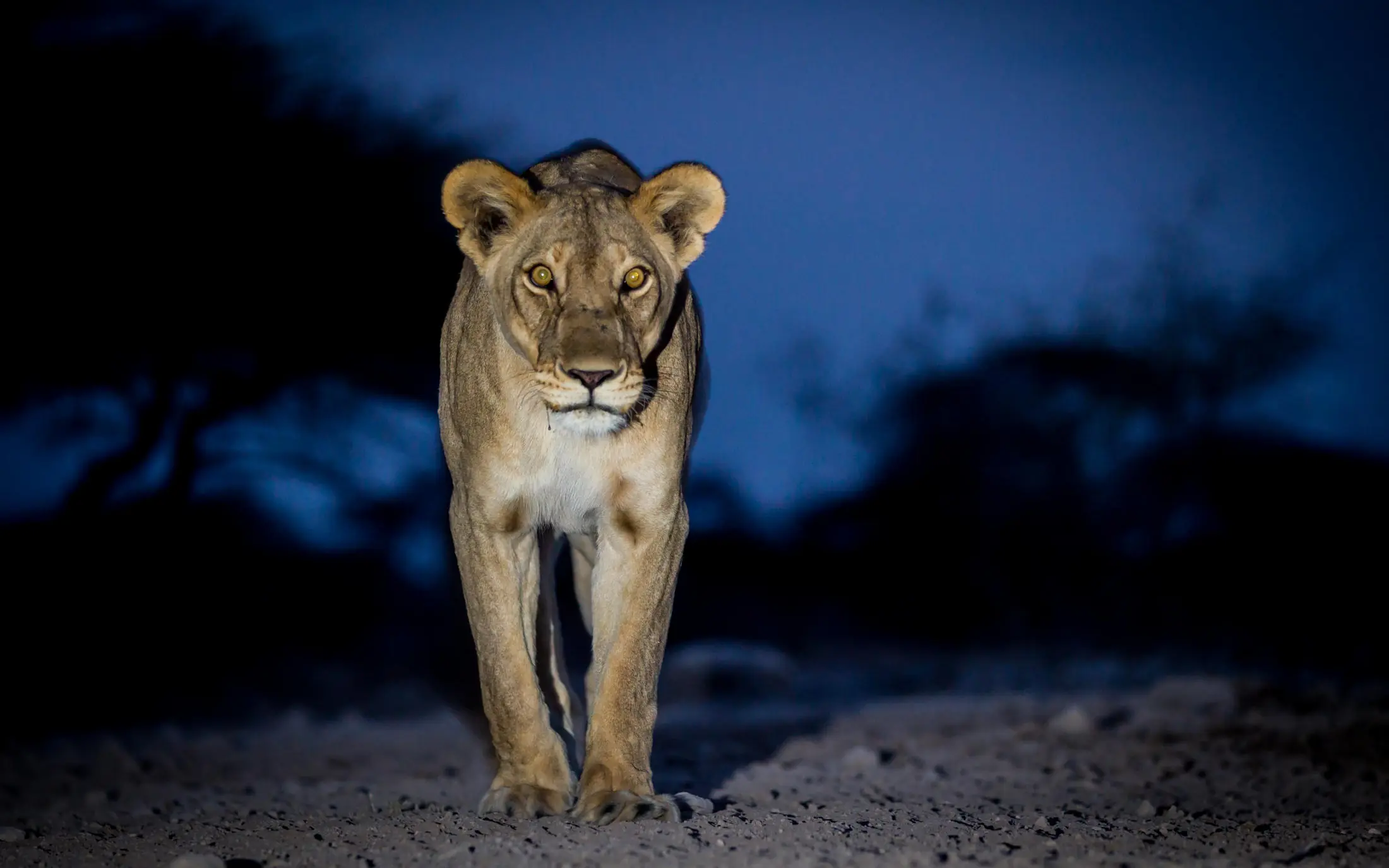 Lioness walking toward camera at dusk on sandy ground, Onguma The Fort, Etosha National Park, Namibia