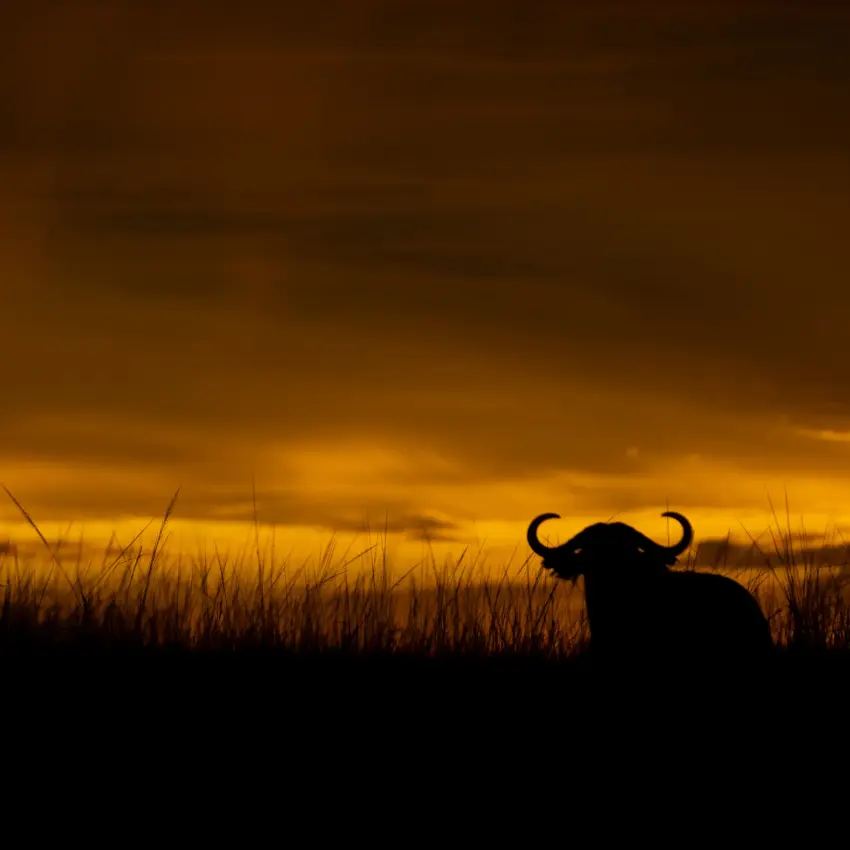 African buffalo silhouetted against golden sunset sky, Murchison Falls NP, Uganda