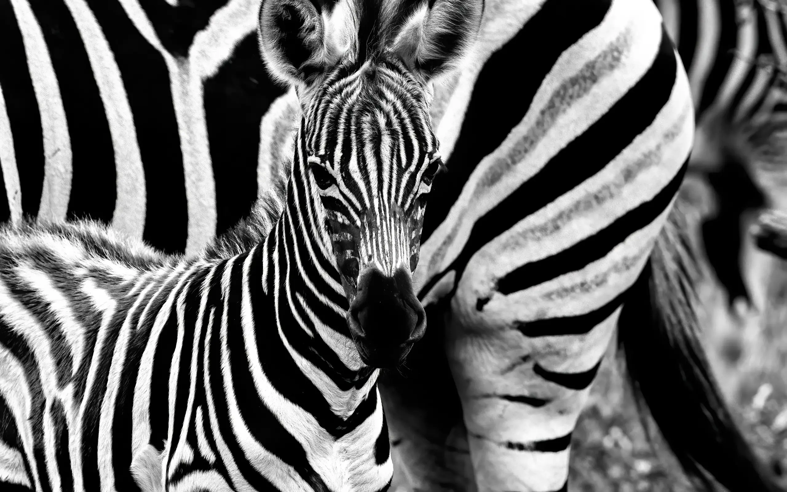 Young zebra foal surrounded by adult zebras in black and white
