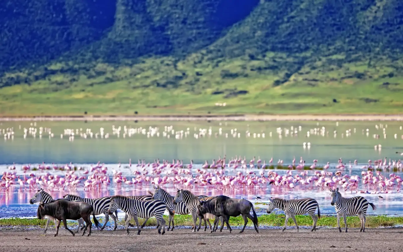 Zebras and wildebeest at waterhole with flamingos